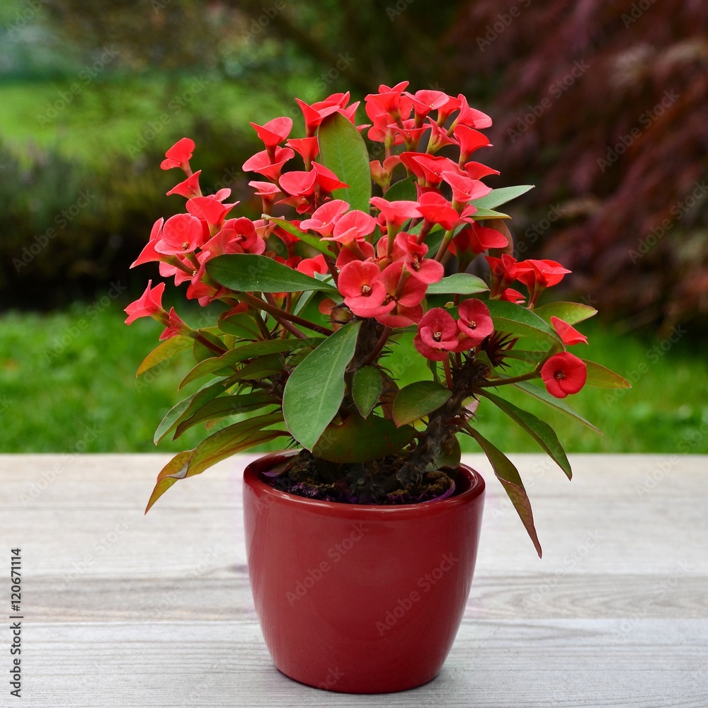 Product: Crown of Thorns (Euphorbia milii)